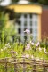 Nahaufnahme von Blumen auf der Wildblumenwiese