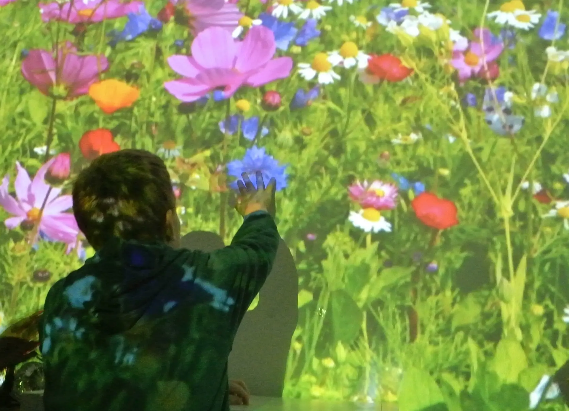 An einer Wand wird eine üppige Sommerwiese mit frischen Gräsern und verschiedenen bunten Blumen wie Margariten und Mohn mit einem Beamer projiziert. Ein Schulkind schaut sich dieses Bild von ganz nah an und greift mit einer Hand zur Wand, als ob er eine der Blumen berühren möchte.