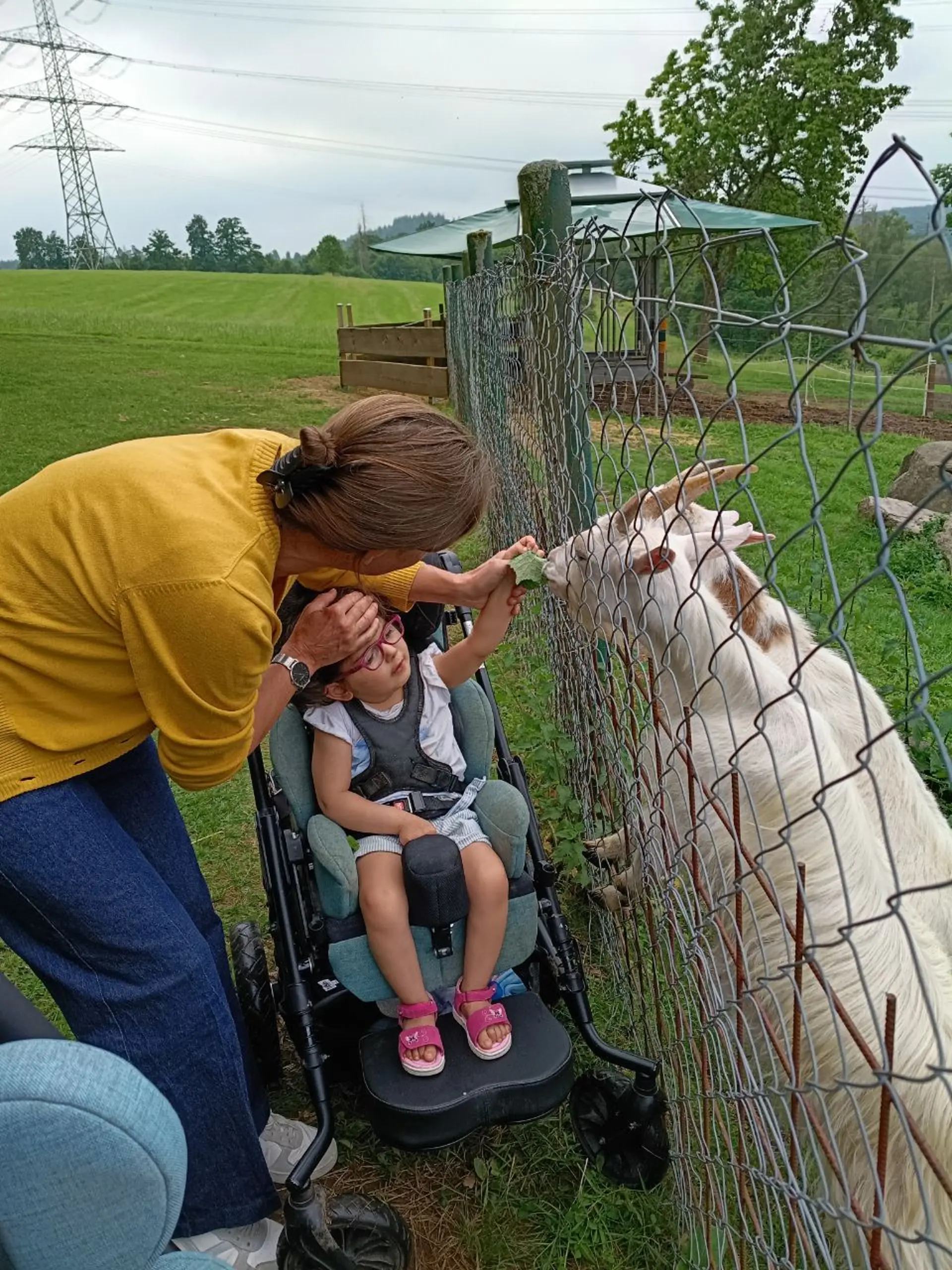 Ein Kind sitzt im Kinderwagen am Zaun und füttert die Ziegen.