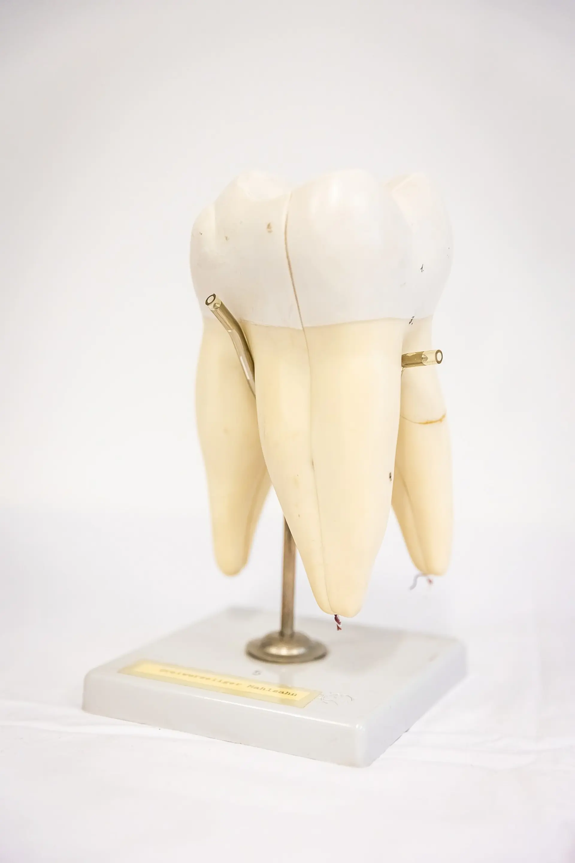 Ein übergroßes anatomisches Modell eines menschlichen Backenzahns steht auf einem metallenen Ständer, der in einem rechteckigen Sockel mit einem Etikett steckt. Das Modell zeigt die weiße Zahnkrone und die drei elfenbeinfarbenen Zahnwurzeln. An den Seiten des Zahns sind kleine metallene Stifte sichtbar, die auf mögliche Schnittstellen oder Markierungen hinweisen.